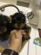 Yorkshire Terrier Puppies for sale in Spring Lake, NC, USA. price: $600