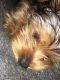 Yorkshire Terrier Puppies for sale in Gilroy, CA 95020, USA. price: $650