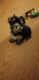 Yorkshire Terrier Puppies for sale in 157 Eva Ct, Newport News, VA 23601, USA. price: NA