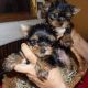 Yorkshire Terrier Puppies for sale in GA-403, Atlanta, GA, USA. price: NA