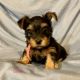 Yorkshire Terrier Puppies for sale in Elizabethtown, KY, USA. price: NA