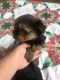 Yorkshire Terrier Puppies for sale in Lebanon, VA 24266, USA. price: NA