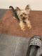 Yorkshire Terrier Puppies for sale in Vancouver, WA 98662, USA. price: $1,500