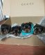 Yorkshire Terrier Puppies for sale in Hemet, CA 92545, USA. price: $1,500