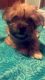 Yorkshire Terrier Puppies for sale in Bristol, CT 06010, USA. price: $500