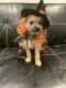 Yorkshire Terrier Puppies for sale in Sunny Isles Beach, FL 33160, USA. price: $100