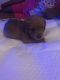 Yorkshire Terrier Puppies for sale in Naples, FL, USA. price: $1,000
