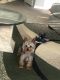 Yorkshire Terrier Puppies for sale in Matteson, IL 60443, USA. price: $500