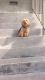 Yorkshire Terrier Puppies for sale in Fort Lauderdale, FL, USA. price: $600