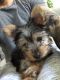Yorkshire Terrier Puppies for sale in Elmsford, NY, USA. price: NA