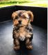 Yorkshire Terrier Puppies for sale in Galveston, TX, USA. price: $500