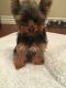 Yorkshire Terrier Puppies for sale in Cedar City, UT, USA. price: NA