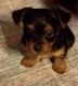Yorkshire Terrier Puppies for sale in Kaufman, TX, USA. price: $500