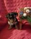 Yorkshire Terrier Puppies for sale in Kaufman, TX, USA. price: $600