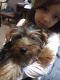Yorkshire Terrier Puppies for sale in Waukegan, IL, USA. price: $500