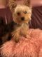 Yorkshire Terrier Puppies for sale in Agawam, MA, USA. price: $1,500