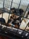 Yorkshire Terrier Puppies for sale in Fort Campbell, KY, USA. price: $740