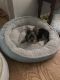 Yorkshire Terrier Puppies for sale in Palm Coast, FL, USA. price: $600
