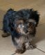 Yorkshire Terrier Puppies for sale in Auburndale, FL 33823, USA. price: NA
