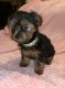 Yorkshire Terrier Puppies for sale in 108 Magnolia St, Barbourville, KY 40906, USA. price: $1,000