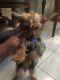 Yorkshire Terrier Puppies for sale in Bradenton, FL, USA. price: $600