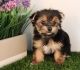 Yorkshire Terrier Puppies for sale in Anaheim, CA, USA. price: $480