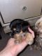Yorkshire Terrier Puppies for sale in Clearwater, FL, USA. price: $300