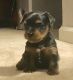 Yorkshire Terrier Puppies for sale in Massillon, OH, USA. price: $750