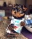 Yorkshire Terrier Puppies for sale in Clovis Ave, Clovis, CA, USA. price: $500