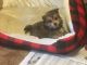 Yorkshire Terrier Puppies for sale in Schoharie, NY 12157, USA. price: NA