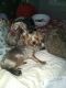 Yorkshire Terrier Puppies for sale in Clarksville, TN 37040, USA. price: $650