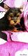 Yorkshire Terrier Puppies for sale in Albion, MI 49224, USA. price: NA