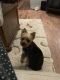 Yorkshire Terrier Puppies for sale in Columbus, WI 53925, USA. price: $300