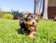 Yorkshire Terrier Puppies for sale in Helena, MT, USA. price: $600