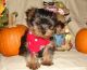 Yorkshire Terrier Puppies for sale in Arizona City, AZ 85123, USA. price: $600