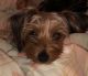 Yorkshire Terrier Puppies for sale in 7195 Garden Park Ln, Mechanicsville, VA 23111, USA. price: $800