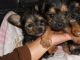 Yorkshire Terrier Puppies for sale in Gilroy, CA 95020, USA. price: $550
