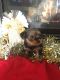 Yorkshire Terrier Puppies for sale in Franklin, IN 46131, USA. price: $1,000