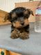 Yorkshire Terrier Puppies for sale in MD-611, Berlin, MD, USA. price: $600