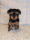 Yorkshire Terrier Puppies for sale in Bonney Lake, WA, USA. price: NA