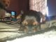 Yorkshire Terrier Puppies for sale in Paulden, AZ, USA. price: NA