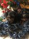Yorkshire Terrier Puppies for sale in Lebanon, VA 24266, USA. price: $1,000