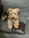 Yorkshire Terrier Puppies for sale in Spartanburg, SC, USA. price: $500