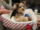 Yorkshire Terrier Puppies for sale in Hawthorne, NJ, USA. price: $2,400