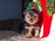 Yorkshire Terrier Puppies for sale in 114-34 121st St, Jamaica, NY 11420, USA. price: $600