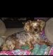 Yorkshire Terrier Puppies for sale in Clarksville, TN, USA. price: $650
