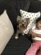 Yorkshire Terrier Puppies for sale in Midland, GA 31820, USA. price: NA