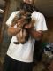 Yorkshire Terrier Puppies for sale in Walnut Grove, MO 65770, USA. price: NA