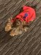 Yorkshire Terrier Puppies for sale in Willingboro, NJ, USA. price: $2,800