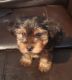 Yorkshire Terrier Puppies for sale in Fayetteville, NC, USA. price: $500
